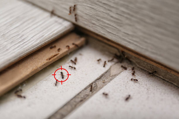 Reliable Lewiston, MN Pest Control Solutions